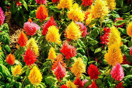 Wheat Celosia (Celosia spicata): Wide Range of Vivid Colors - Powered by Adobe