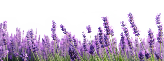 PNG Lavender backgrounds outdoors blossom.
