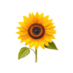 Obraz premium Vibrant Sunflower on Transparent Background Nature Scene Floral Display Bright Environment Close-Up View Natural Beauty