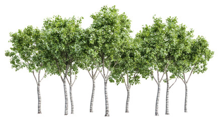Fototapeta premium PNG Real trees group outdoors nature vegetation.