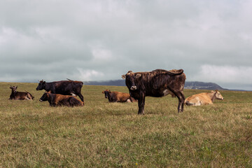 Cows grazing green fields in the countryside