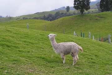 llama in the mountains © Chimuelo