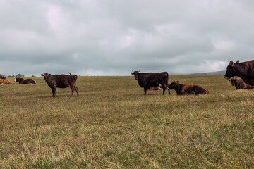 Cows grazing green fields in the countryside