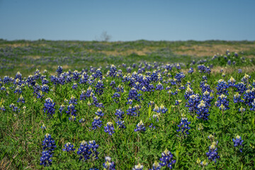 Rural Field of Wild Bluebonnet Flowers With Blue Sky