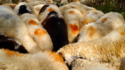 A flock of sheep, black and white sheep herd eating leaves on the ground. Group of many domestic sheep grazing grass on farmland. Animals with marks on the body. Organic Wool. Top view shot