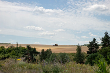 A close-up of a combine's cutting blades slicing through ripened wheat stalks.