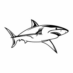 shark illustration