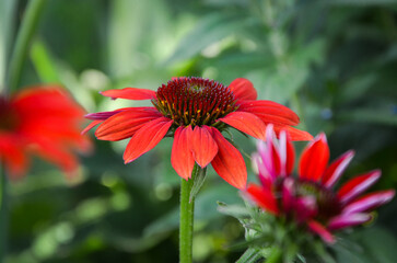 Echinacea blooms in the garden