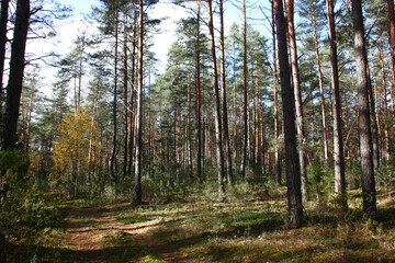 Obraz premium Sunny day in оctober. A fragment of the pine wood with birches.