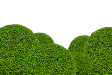 green bushes border design isolated on transparent background, green Rounded bushes, nature bushes hedge, decorative garden bushes. Spring decoration design elements, PNG
