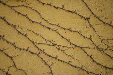 A yellow wall adorned with dry, intertwining vines creates an abstract pattern. The organic lines and textured surface offer a rustic and artistic aesthetic, perfect for a natural background or design