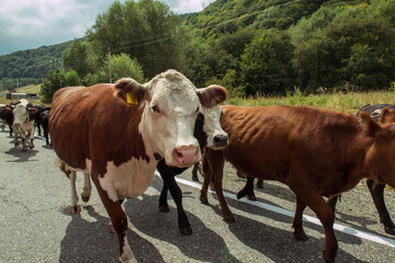 Herd of brown cows walking along asphalt road