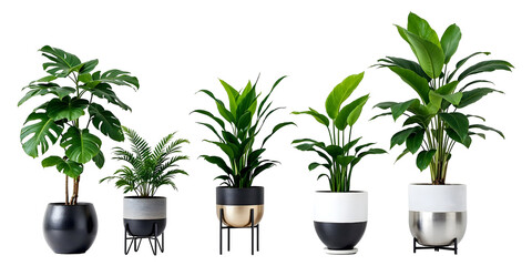 Fototapeta premium Collection of various Tropical plants in pots isolated on transparent background.