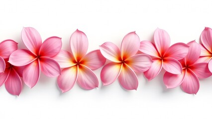 Obraz premium Plumeria flowers are isolated on a white background.