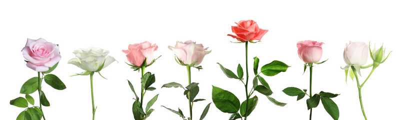 Different beautiful rose flowers in row isolated on white, set
