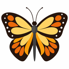 butterfly on white background