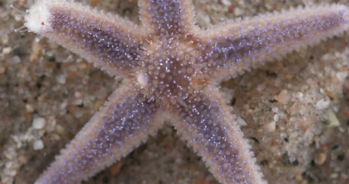 Yuong starfish Asterias rubens under microscope, family Asteriidae. Asteroidea. Size about 3 cm. White Sea