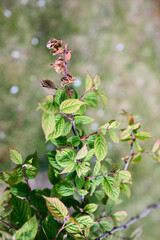 Monilial burn on blossom and twig blight of Nanking cherry tree or Prunus tomentosa, Cerasus tomentosa. Monilinia fructicola fungus plant pathogen causal agent of brown rot of stone fruits.