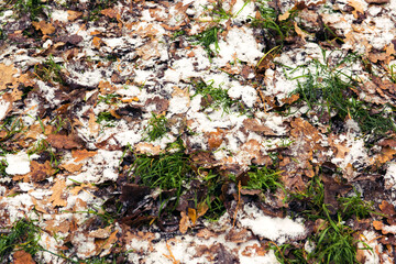 Autumn withered faded foliage on the forest ground mixed with green grass and snow