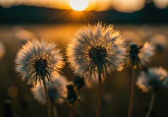 dandelion seedheads at sunset, golden hour light, bokeh background, shallow depth of field, macro photography, warm tones, nature close-up, ethereal atmosphere, silhouette, backlit, dreamy, soft focus