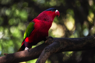 Purple-bellied Lory with Vibrant Red and Green Plumage Perched Gracefully on a Branch in Natural Tropical Light. Ideal for Wildlife Art, Nature Education, and Exotic Bird Conservation Themes.