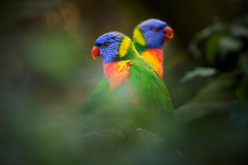 Pair of Rainbow Lorikeets (Trichoglossus moluccanus) with Vibrant Green, Blue, Orange, and Yellow Plumage Perched in Natural Habitat. Ideal for Wildlife Projects, Nature Photography in Australia. 