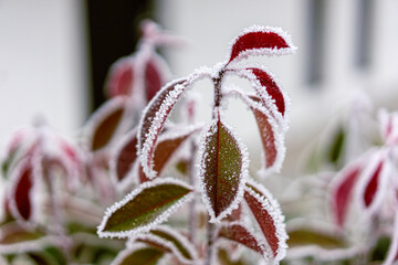 frozen leaves moody nature winter time