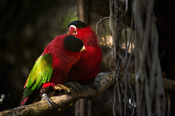 Pair of Purple-bellied Lories (Lorius hypoinochrous) Displaying Vibrant Red, Green, and Purple Plumage Perched on a Branch in Warm Natural Light. Parrot enedemic to Papua New Guinea.