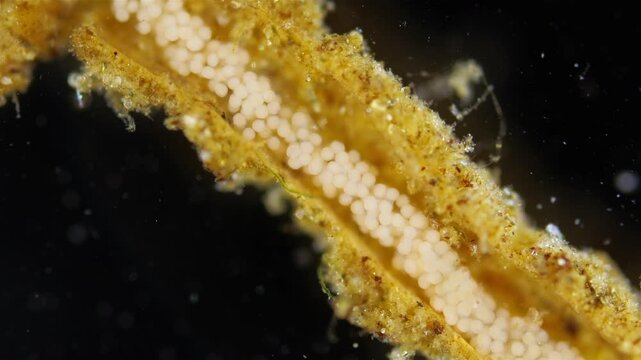 Eggs with developing larvae worm Polydora sp. under microscope, family Spionidae, class Polychaeta. They lay eggs in tubes in which they develop. White Sea.