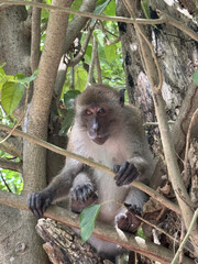 Monkey perched on a branch amid lush greenery in a tropical forest