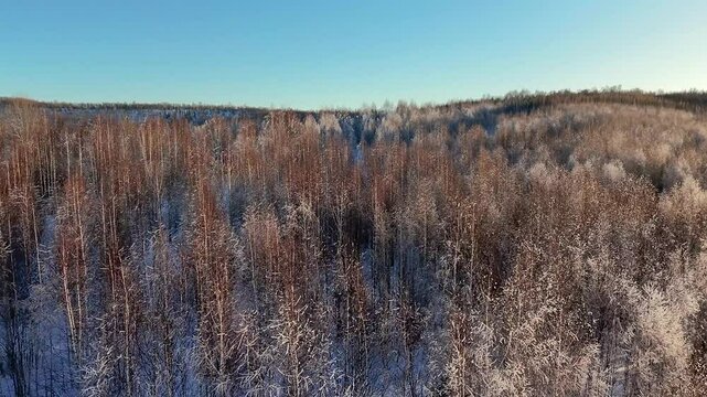 Flying over trees in winter on a sunny day.