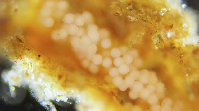 Eggs with developing larvae worm Polydora sp. under microscope, family Spionidae, class Polychaeta. They lay eggs in tubes in which they develop. White Sea.