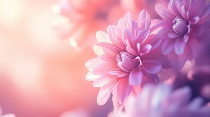 Fototapeta premium Blooming lavender and coral pink flowers nature photography soft atmosphere close-up serenity