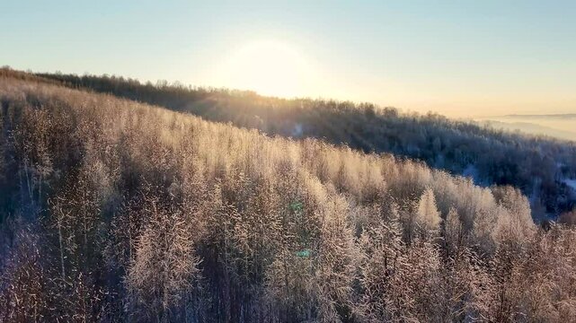 Flying over trees in winter on a sunny day.
