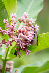 Virginia ctenucha moth feeding on the nectar of pink milkweed flowers, surrounded by vibrant green leaves.