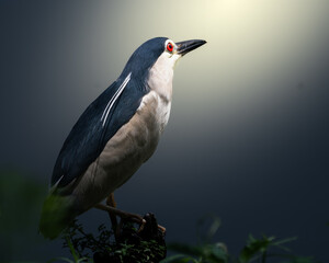 black crowned night heron ardea cinerea