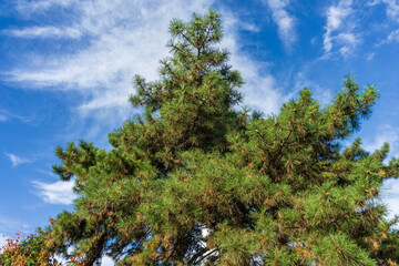 Green Christmas tree in a park. Detail of pine or conifer leaves