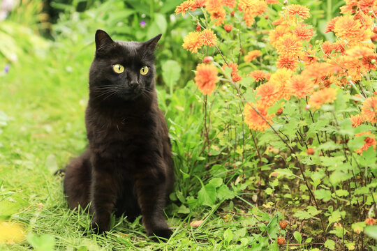 Beautiful cute black bombay cat with yellow eyes sit outdoors in nature in summer garden with green plants grass and orange flowers - Powered by Adobe