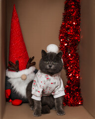 A cat in a Christmas cloth in the box