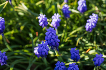 Spring colors in the Botanical Garden of Bucharest