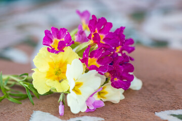 Spring colors in the Botanical Garden of Bucharest