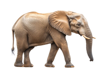 Fototapeta premium Large African Elephant isolated on white background PNG