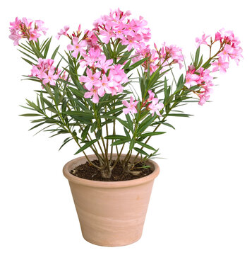 Nerium oleander en pot	