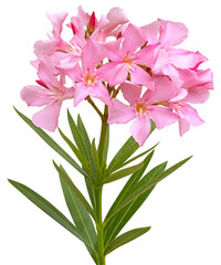 Branche de laurier rose fleuri	