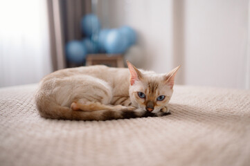 A snow colored Bengal domestic cat with blue eyes lies on a blanket on the bed against the background of a window and blue balloons. A pet