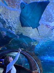mujer mirando un pez manta raya en el tunel del aquarium de donostia san sebastian IMG_9397-as25 © txakel