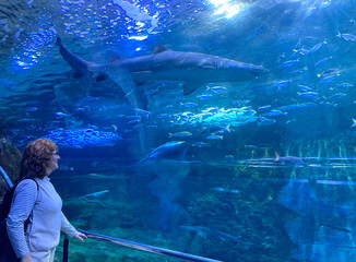 Fototapeta premium mujer mirando un tiburón en el tunel del aquarium de donostia san sebastian IMG_9398-as25