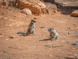 Ecureuil de Barbarie sur l'&icirc;le de Fuerteventura aux Canaries, Espagne.