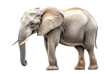 Fototapeta premium Large African Elephant isolated on white background PNG