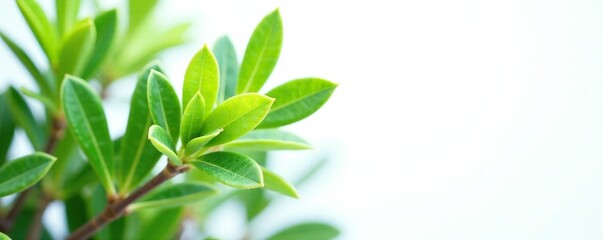 Green leaves of jojoba plant on white background, wild, botanical garden